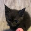 kittennpawz